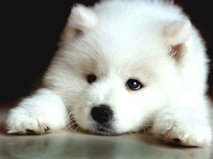 sad-samoyed-puppy-photo